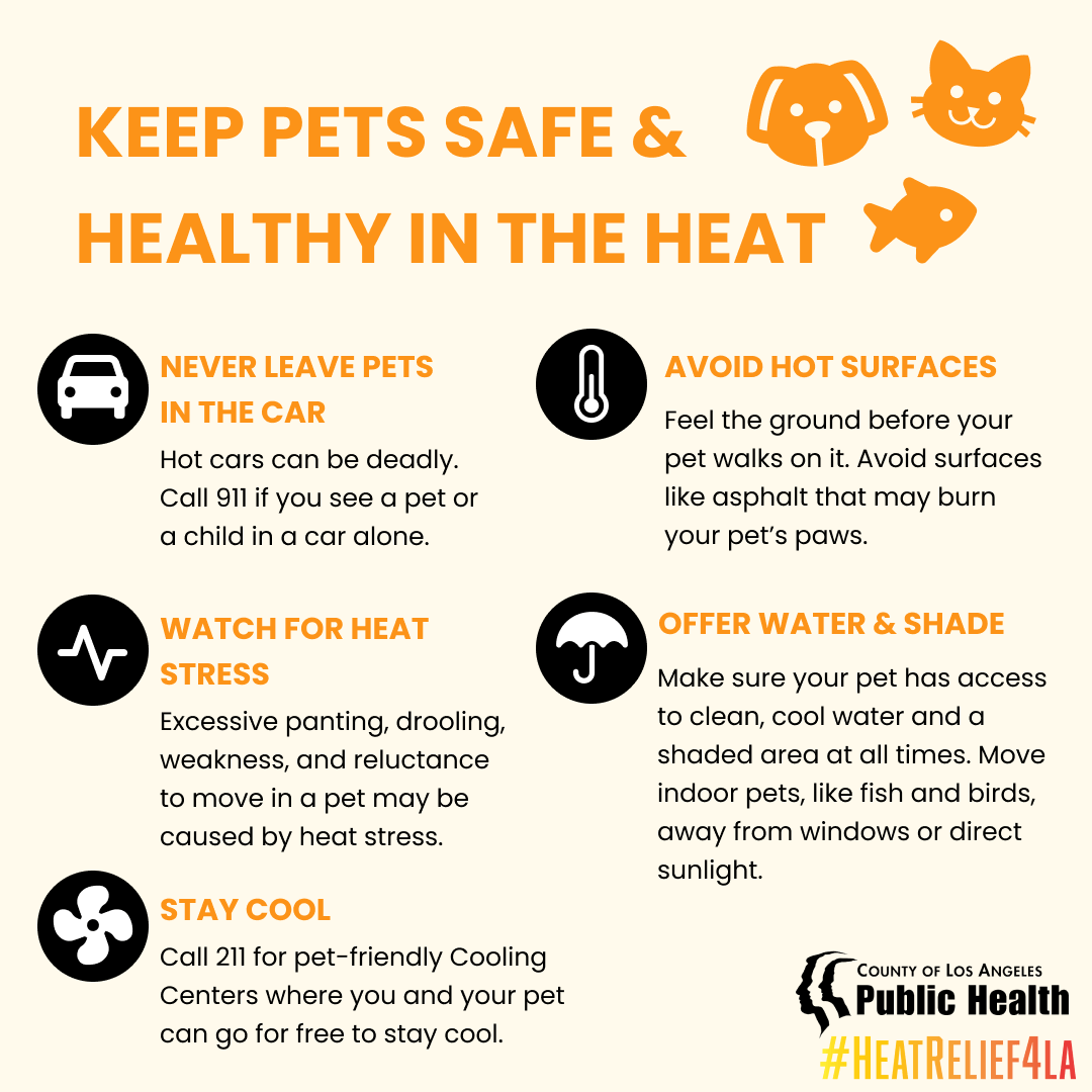 keep pets safe | Climate Emergency Mobilization Office